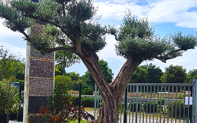 olivier pépinière